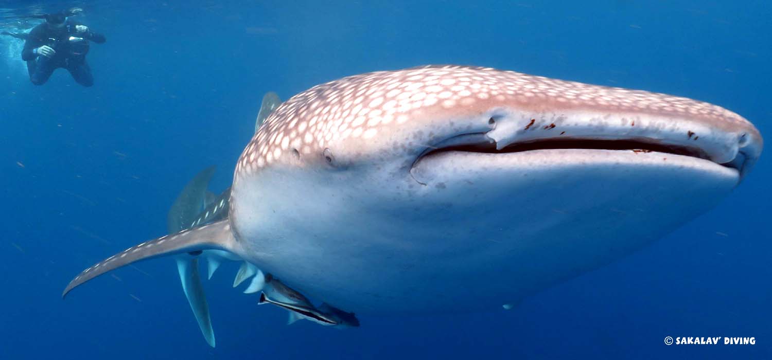 snorkeling with whale shark in Nosy Be Madagascar